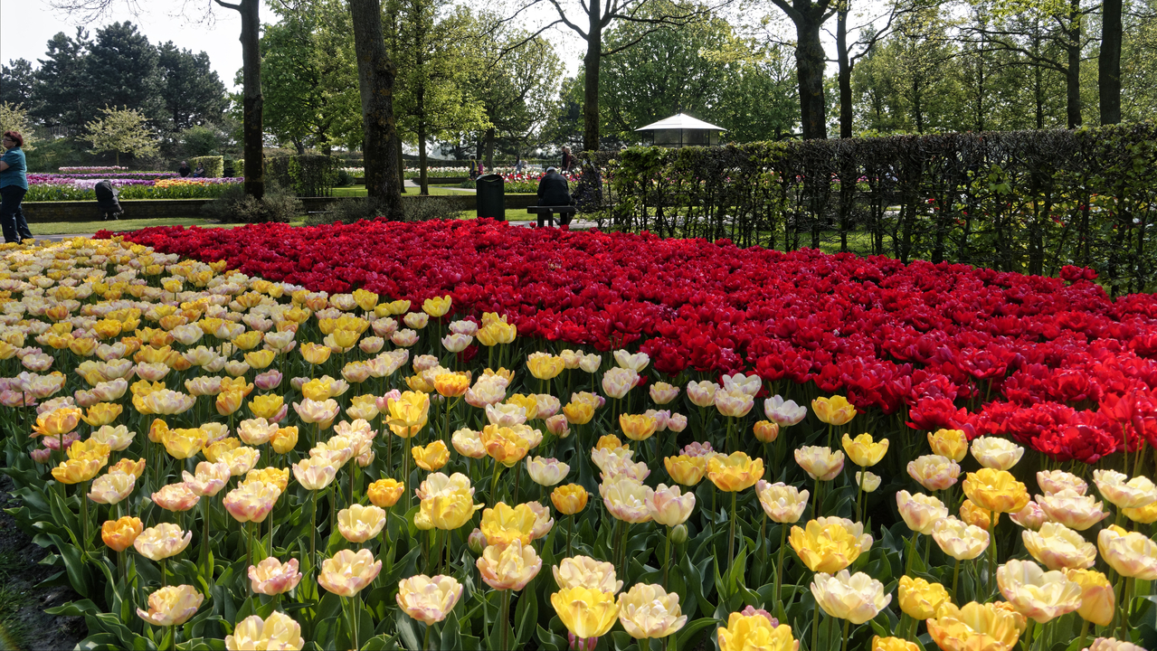 20140423 113821 Keukenhof Gardens, Lisse, South Holland, Netherlands